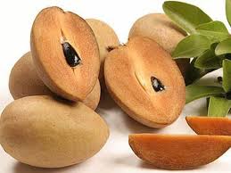 Fruit trees > tropical fruit trees > sapodilla this small brown furry fruit looks similar to the outside of a kiwifruit. 2 Plants 1 Per Pot 12 Sapote Manilkara Zapota Sapodilla Nispero Fruit Tree Ebay Fruit Picture Fruit Chico Fruit