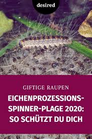 Eichenprozessionsspinner Plage 2020 So Schutzt Du Dich Deinen Garten Desired De In 2020 Eichenprozessionsspinner Gesundheit Und Wellness Hautausschlag