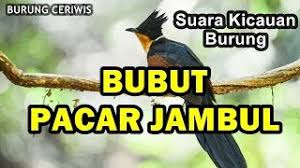 Donlot suara burung bubut jawa mp3; Suara Kicauan Burung Bubut Pacar Jambul Gacor Cocok Buat Masteran Isian Youtube