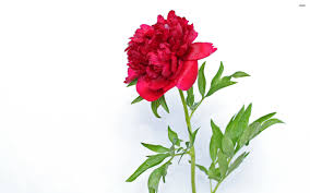 The flower wallpapers also work well as background pictures for your iphone or android smartphone. 71 Peony Flower Wallpaper On Wallpapersafari