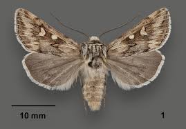 Image result for Asplenium markusbeckeri