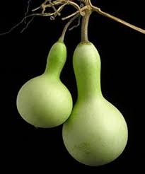 Image result for Lagenaria