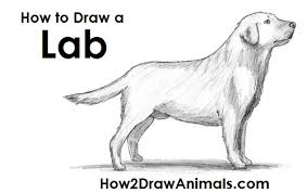 Maybe you would like to learn more about one of these? How To Draw A Dog Labrador Retriever Video Step By Step Pictures
