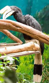 Tijet masuk kadu enggang / tijet masuk kadu enggang : Tari Burung Enggang Kesenian Yang Diadaptasi Dari Burung Keramat Suku Dayak Kenyah