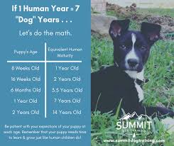 Learn how to potty train a puppy in 6 days for free. You May Have Heard The Anecdote About Summit Dog Training Facebook
