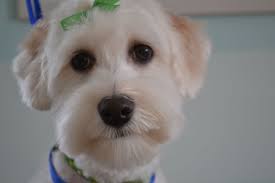 Pin On Grooming