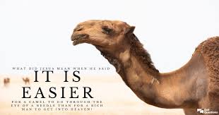 By the time europeans went tonorth america, no members of the camel family had lived there for manythousands of years. What Did Jesus Mean When He Said It Is Easier For A Camel To Go Through The Eye Of A Needle Than For A Rich Man To Get Into Heaven Gotquestions Org