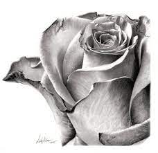 How to draw a flower step by step in 6 minutes!after uploading my previous rose video with real time i was thinking that i should continue this so i made ano. Pin On Living Room Ideas