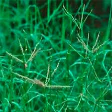 Image result for Cynodon