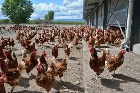 Le plus éfficace à mon avis est de tremper la poule tête première dans de l'eau froide. Un Poulailler Industriel De 24 000 Poules Prevu A Variscourt