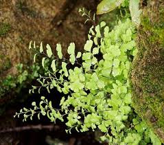 Image result for Adiantum capillus-veneris