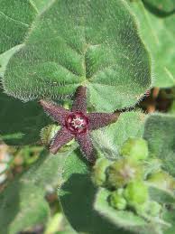 Two Flower Milkvine Purple Milkweed Vine Star Milkvine Matelea Biflora Apocynaceae Formerly Asclepiadaceae Milkweed Habitat Garden Native Plants