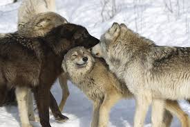 Wolf Facts Animal Facts Encyclopedia