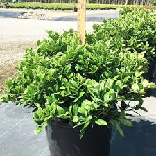 Image result for Carissa