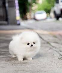 These 16 Fluffy Animals Will Make You Say Awww Pomeranian Yavrusu Hayvan Yavrusu Sevimli Kopek Yavrulari