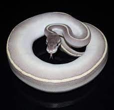 1 Purple Passion Ball Python Produced By Eleven Nineteen Reptiles Www Facebook Com Elevennineteenreptiles2 Ball Python Cute Reptiles Ball Python Morphs