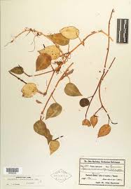 Image result for Peperomia fernandopoiana