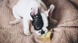 Most dogs will chew and swallow almost anything, especially when they're puppies. 7 Symptoms Of Intestinal Blockage In Dogs Pethelpful