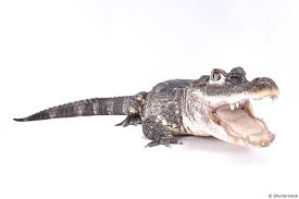 Chinese Alligator Alligator Sinensis