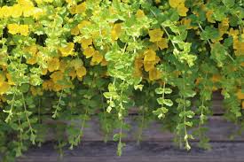 Wonderful ground cover or border. The 10 Best Evergreen Ground Cover Plants That Grow Quickly
