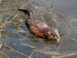 How can a wildlife removal technician help me get rid of the beavers? Muskrat Pond Trouble Platinum Ponds Lake Management Greenville Sc Charlotte Nc Asheville Nc