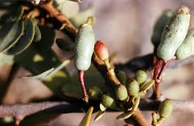 Image result for Agelanthus