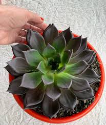 Check spelling or type a new query. What Is The Echeveria Black Prince Succulent Succulent City