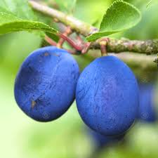 The damson or damson plum (prunus domestica subsp. Damson Fairleigh Cooking Damson Tree Fruit Tree 4 5ft
