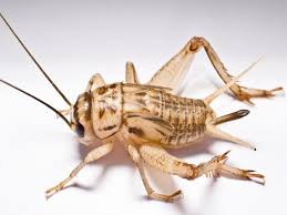 A cricket's diet is incredibly diverse. House Cricket Information How To Get Rid Of Crickets