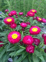 Bracteantha Beautiful Pink Flowers Container Flowers Container Gardening Flowers