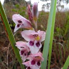 Image result for Gladiolus crassifolius