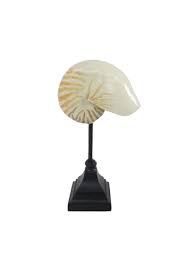 Maybe you would like to learn more about one of these? Nautilus Shell On Stand C C Home Limited