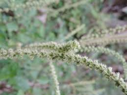 Image result for Cyathula cylindrica