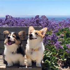 With My New Friends Corgi Cuteanimals Cute Corgi Dog Breeds Best Dog Breeds