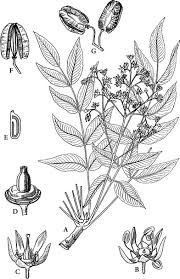 Image result for Kirkiaceae