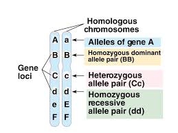 Genes Are Specific Segments Of Dna On Chromosomes Each Genetic Locus Is Represented Twice In Diploid Org Biology Classroom Life Science Resources Life Science