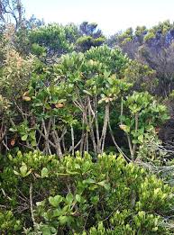 Coastal Cabbage Tree Cussonia Thyrsiflora Types Of Plants Plants Tree