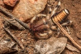 Although a camel spider bite isn't poisonous, it's very painful and prone to bad infections. Enter The Mysterious World Of Camel Spiders Roundglass Sustain