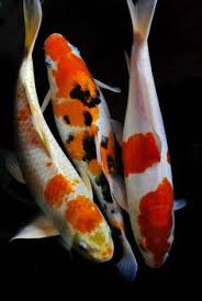 Cocok untuk ditaruh d ruang tamu koi feng shui jadi tinggal pilih jumlah ikan yang sesuai dengan harapan agan sendiri dilengkapi juga dengan symbol kaligrafi chinanya loo.jadi unik n. 100 Ide Ikan Koi Ikan Koi Ikan Lukisan