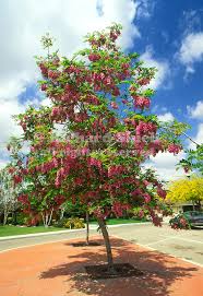 Robinia ambigua robinia purple robe. 5198 Cc Purple Robe Idaho Locust Robinia Ambigua Jpg Richard Shiell