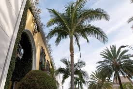 They decorate the streets of famous cities like beverly hills, santa monica, hollywood, and malibu. How The Palm Tree Came To Southern California Garden Collage Magazine