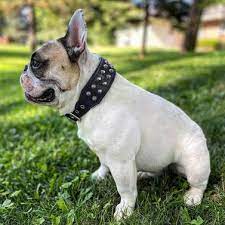 We did not find results for: Home Bestia Collars