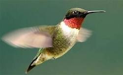 Hummingbird Magic: Create a Garden They’ll Love
