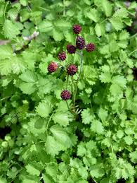 Image result for Pimpinella