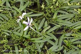Image result for Heteranthera