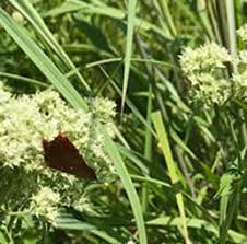 Image result for Agathisanthemum bojeri