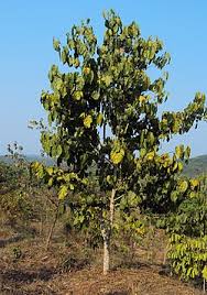 Image result for Pterygota