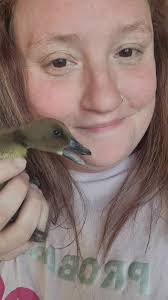 Adventures of Harold #babyduck #fypシ #haroldtheduck #duckmom