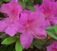 Contrasted against the dark green leaves, this shrub demands attention from any point in the yard. Autumn Cheer Encore Azalea 3 Gallon Shrub Shrubs For Fall Color Gardener Direct