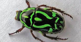 Black Beetle Stink Bug Besouro Insetos Besouro Animais Pequenos